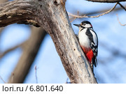Дятел большой пестрый, Dendrocopos major, Great spotted woodpecker. Стоковое фото, фотограф Василий Вишневский / Фотобанк Лори