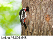 Дятел большой пестрый, Dendrocopos major, Great spotted woodpecker. Стоковое фото, фотограф Василий Вишневский / Фотобанк Лори