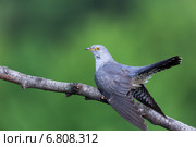 Кукушка обыкновенная, Cuculus canorus, Common Cuckoo. Стоковое фото, фотограф Василий Вишневский / Фотобанк Лори