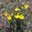 Sternbergia lutea. Штернбергия желтая или лютиковая в горах Аспромонте, Калабрия, Италия (2014 год). Стоковое фото, фотограф Калюжная Вера / Фотобанк Лори