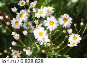 Пиретрум (Pyrethrum) Стоковое фото, фотограф Алёшина Оксана / Фотобанк Лори