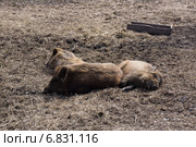 Три кабана. Стоковое фото, фотограф Татьяна Сапожникова / Фотобанк Лори