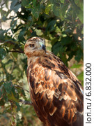 Канюк курганник сидит на ветке дерева (Buteo rufinus) (2013 год). Стоковое фото, фотограф Щеголева Ольга / Фотобанк Лори