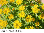 Очиток живучий (Sedum aizoon) Стоковое фото, фотограф Алёшина Оксана / Фотобанк Лори