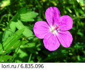 Герань лесная (Geranium sylvaticum) Стоковое фото, фотограф lana1501 / Фотобанк Лори