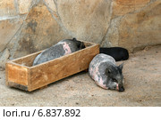 Декоративные свинки (мини-пиги) у кормушки. Стоковое фото, фотограф Щеголева Ольга / Фотобанк Лори