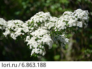 Ветка цветущего боярышника однопестичного (Crataegus monogyna Jacq.) Стоковое фото, фотограф Ирина Борсученко / Фотобанк Лори