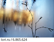 Силуэт березовой ветки на фоне морозных узоров. Стоковое фото, фотограф Emmerdeur / Фотобанк Лори