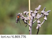 Eriothrix rufomaculatus. Семейство Тахины или Ежемухи (Tachinidae) Стоковое фото, фотограф Алёшина Оксана / Фотобанк Лори
