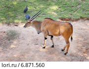 Антилопа Канна (лат. Taurotragus oryx) Стоковое фото, фотограф Григорий Писоцкий / Фотобанк Лори