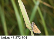Толстоголовка тире (Thymelicus lineola) на травинке. Стоковое фото, фотограф Алёшина Оксана / Фотобанк Лори
