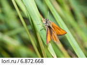 Толстоголовка лесная, толстоголовка Фавн (Ochlodes sylvanus, Ochlodes faunus) Стоковое фото, фотограф Алёшина Оксана / Фотобанк Лори