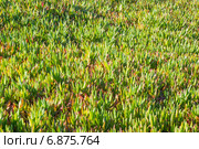 Сплошной ковер из карпобротуса (carpobrotus). Побережье Тихого океана, Калифорния (2014 год). Стоковое фото, фотограф Ирина Кожемякина / Фотобанк Лори
