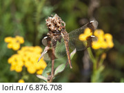 Стрекоза перевязанная - Симпетрум перевязанный (Sympetrum pedemontanum). Самка. Стоковое фото, фотограф Алёшина Оксана / Фотобанк Лори