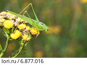 Пластинокрыл обыкновенный - самец  (Phaneroptera falcata) на цветке пижмы (Tanacetum) Стоковое фото, фотограф Алёшина Оксана / Фотобанк Лори