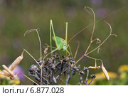 Пластинокрыл обыкновенный - самец (Phaneroptera falcata) на сухом цветке. Вид спереди. Стоковое фото, фотограф Алёшина Оксана / Фотобанк Лори