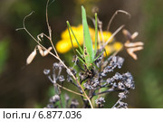 Пластинокрыл обыкновенный - самец (Phaneroptera falcata). Вид сверху. Стоковое фото, фотограф Алёшина Оксана / Фотобанк Лори