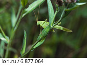 Пластинокрыл обыкновенный - самец (Phaneroptera falcata) затаился в траве. Стоковое фото, фотограф Алёшина Оксана / Фотобанк Лори