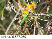 Пластинокрыл обыкновенный - самец (Phaneroptera falcata). Вид сверху. Стоковое фото, фотограф Алёшина Оксана / Фотобанк Лори
