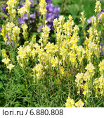 Льнянка обыкновенная (Linaria vulgaris) на лугу. Стоковое фото, фотограф Алёшина Оксана / Фотобанк Лори