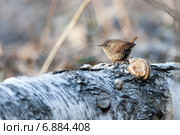 Крапивник. Eurasian Wren (Troglodytes troglodytes) Стоковое фото, фотограф Василий Вишневский / Фотобанк Лори