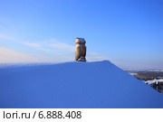 Сова на крыше зимовки с видом на берег Иртыша (2015 год). Редакционное фото, фотограф Анатолий Матвейчук / Фотобанк Лори