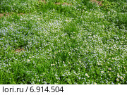 Вероника нитевидная (Veronica filiformis) Стоковое фото, фотограф Алёшина Оксана / Фотобанк Лори