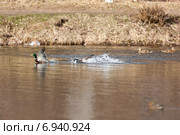 Кряква. Mallard (Anas platyrhynchos) Стоковое фото, фотограф Василий Вишневский / Фотобанк Лори