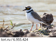 Зуёк малый. Little Ringed Plover (Charadrius dubius) Стоковое фото, фотограф Василий Вишневский / Фотобанк Лори