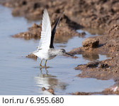 Поручейник. Marsh Sandpiper (Tringa stagnatilis) Стоковое фото, фотограф Василий Вишневский / Фотобанк Лори