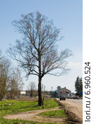 Старая береза у дороги. Ленинградская область (2012 год). Редакционное фото, фотограф Александр Щепин / Фотобанк Лори
