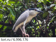 Обыкновенная кваква или ночная цапля. (Nycticorax nycticorax) Стоковое фото, фотограф Ирина Яровая / Фотобанк Лори