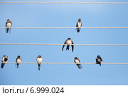 Ласточка городская. House Martin (Delichon urbica). Стоковое фото, фотограф Василий Вишневский / Фотобанк Лори