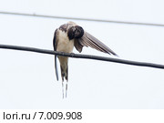 Ласточка деревенская (Hirundo rustica) Стоковое фото, фотограф Василий Вишневский / Фотобанк Лори
