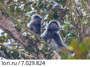 Гривистый тонкотел или серебристый лангур (Trachypithecus cristatus), о. Борнео (2015 год). Стоковое фото, фотограф Ирина Яровая / Фотобанк Лори