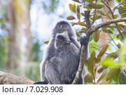 Гривистый тонкотел или серебристый лангур (Trachypithecus cristatus), о. Борнео (2015 год). Стоковое фото, фотограф Ирина Яровая / Фотобанк Лори