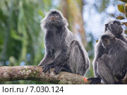 Гривистый тонкотел или серебристый лангур (Trachypithecus cristatus), о. Борнео (2015 год). Стоковое фото, фотограф Ирина Яровая / Фотобанк Лори