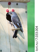 Мухоловка-пеструшка. Pied Flycatcher (Ficedula hypoleuca, Muscicapa hypoleuca). Стоковое фото, фотограф Василий Вишневский / Фотобанк Лори