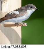 Мухоловка-пеструшка. Pied Flycatcher (Ficedula hypoleuca, Muscicapa hypoleuca). Стоковое фото, фотограф Василий Вишневский / Фотобанк Лори