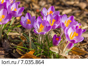 Весенние первоцветы. Стоковое фото, фотограф Евгений Питомец / Фотобанк Лори