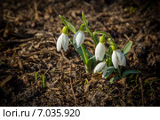 Весенние подснежники. Стоковое фото, фотограф Евгений Питомец / Фотобанк Лори
