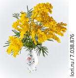 Акация серебристая, или Акация подбелённая (Acacia dealbata) в фарфоровой вазе. Стоковое фото, фотограф Алёшина Оксана / Фотобанк Лори