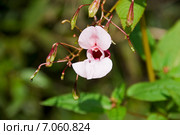 Недотрога (Impatiens) Стоковое фото, фотограф Александр Щепин / Фотобанк Лори