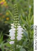 Физостегия виргинская (Physostegia virginiana f. alba) крупным планом. Стоковое фото, фотограф Ирина Водяник / Фотобанк Лори