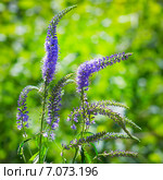 Вероника длиннолистная (Veronica longifolia). Цветы крупно. Стоковое фото, фотограф Евгений Мухортов / Фотобанк Лори