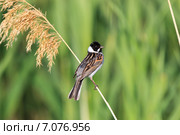 Овсянка камышовая. Reed Bunting (Emberiza schoeniclus, Schoeniclus schoeniclus). Стоковое фото, фотограф Василий Вишневский / Фотобанк Лори
