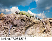 Green iguana on stone. Стоковое фото, фотограф Яков Филимонов / Фотобанк Лори