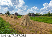 Снопы пшеницы сложены в скирды на поле в солнечный день. Стоковое фото, фотограф FotograFF / Фотобанк Лори