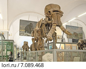 Скелет мамонта. Зоологический музей. Санкт-Петербург (2015 год). Редакционное фото, фотограф Румянцева Наталия / Фотобанк Лори