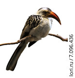 Hornbill. Стоковое фото, фотограф Яков Филимонов / Фотобанк Лори